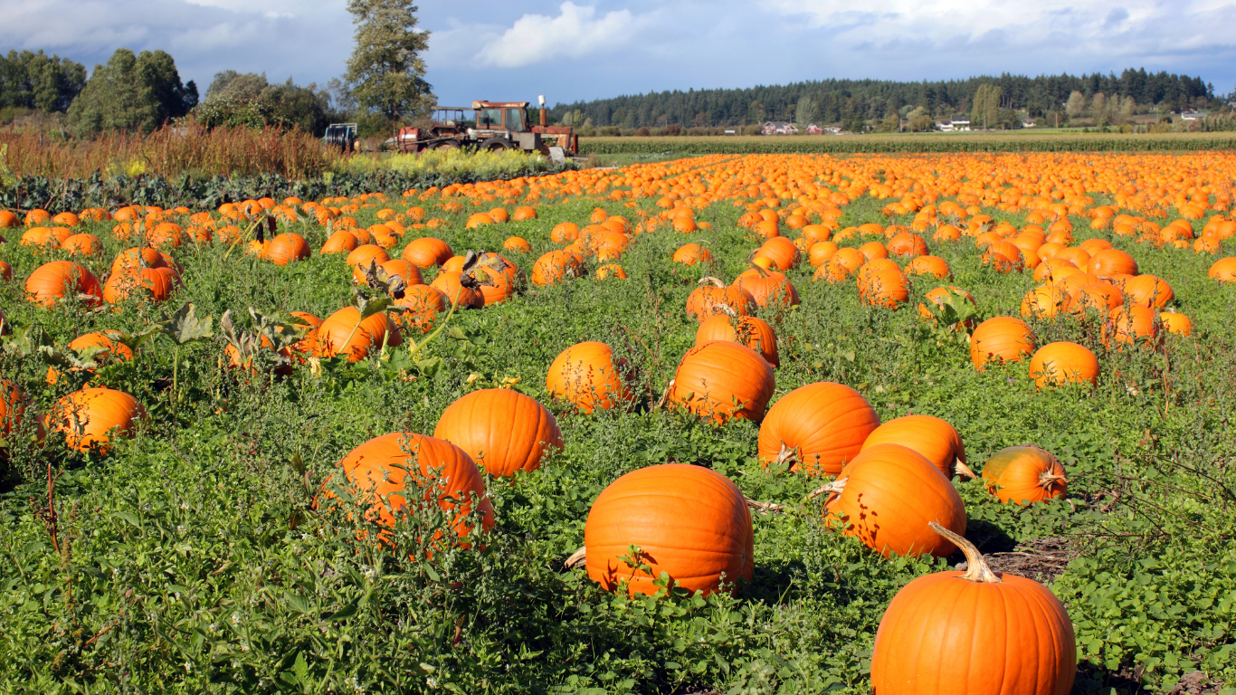 Visiting a pumpkin patch during the fall in Pittsburgh is a great way to find activities to do with your kids