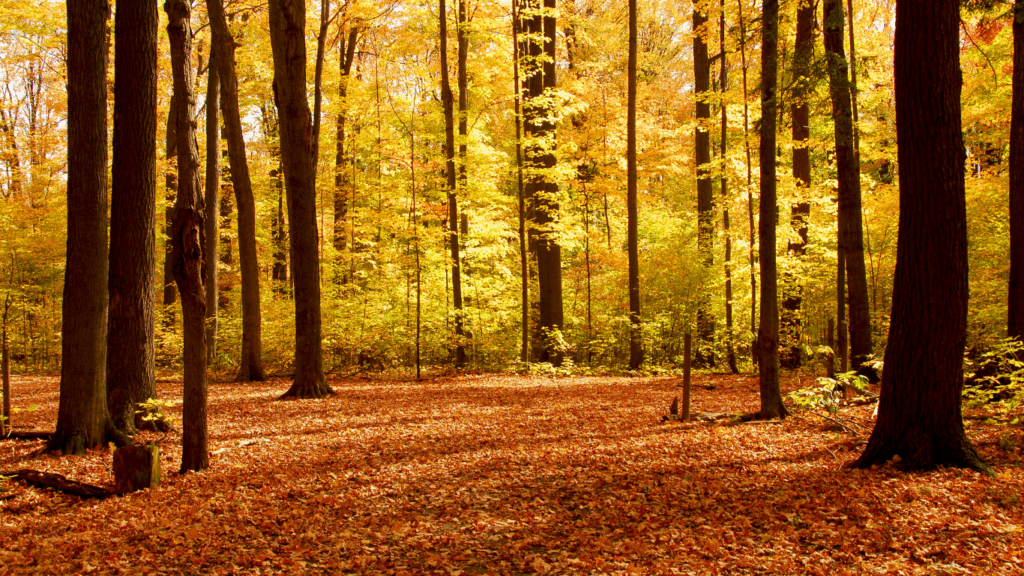 There are many fall activities to do around Pittsburgh, one is to go hiking and looking at all the beautiful trees.